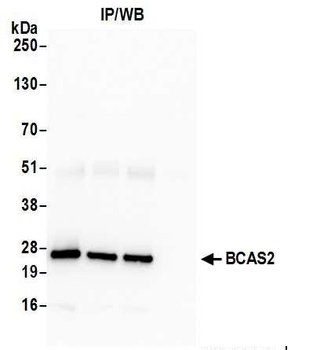 Rabbit anti-BCAS2 Antibody