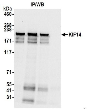 KIF14 Antibody