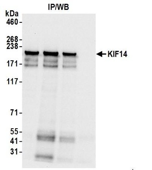 Rabbit anti-KIF14 Antibody