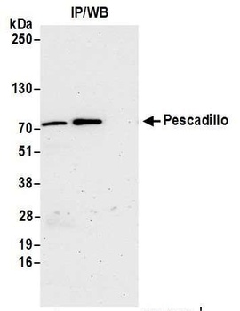 Rabbit anti-Pescadillo Antibody