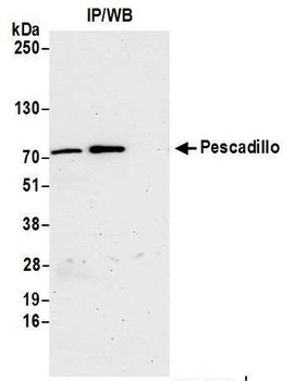 Pescadillo Antibody