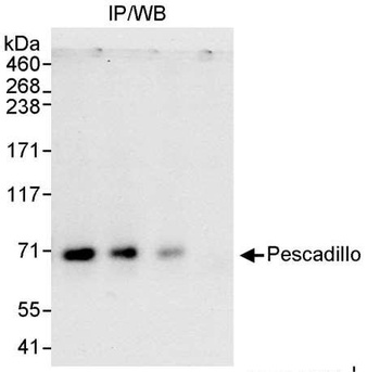 Rabbit anti-Pescadillo Antibody