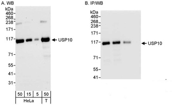 Rabbit anti-USP10 Antibody