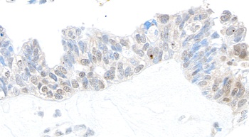 Rabbit anti-USP10 Antibody