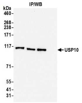USP10 Antibody