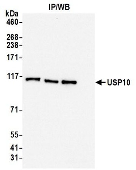 Rabbit anti-USP10 Antibody