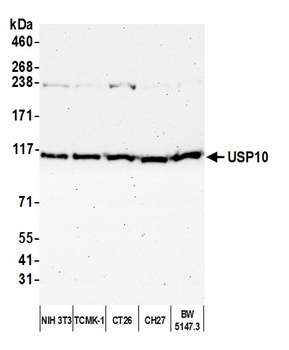 Rabbit anti-USP10 Antibody
