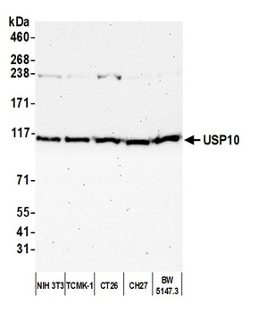 USP10 Antibody