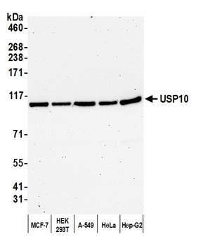 Rabbit anti-USP10 Antibody