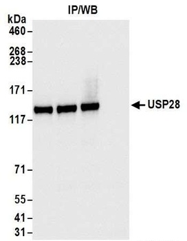 USP28 Antibody