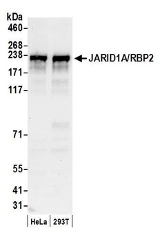 JARID1A/RBP2 Antibody