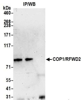 Rabbit anti-COP1/RFWD2 Antibody