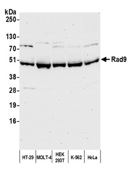 Rabbit Rad9 Antibody