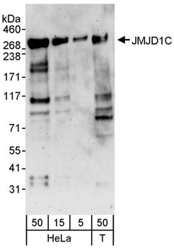 Rabbit anti-JMJD1C Antibody