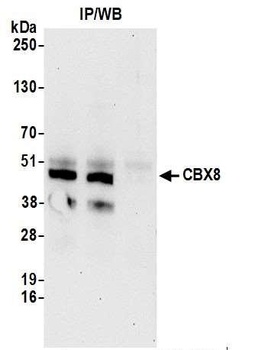 Rabbit anti-CBX8 Antibody