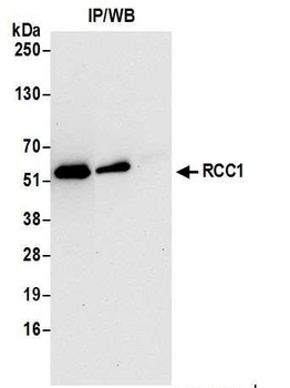 Goat RCC1 Antibody