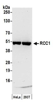 Goat RCC1 Antibody