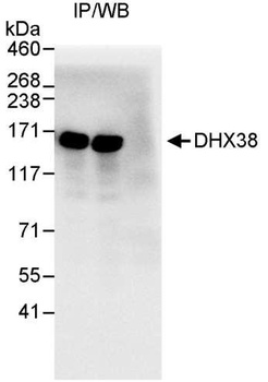 DHX38 Antibody
