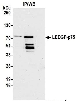LEDGF/p75 Antibody