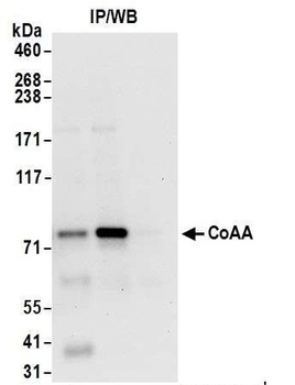 CoAA Antibody