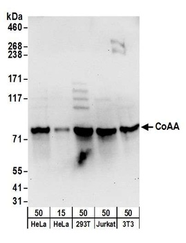 Rabbit CoAA Antibody