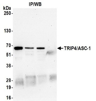 Rabbit anti-TRIP4/ASC-1 Antibody