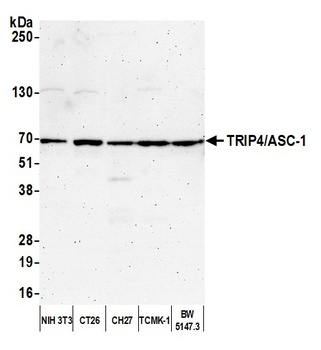 Rabbit anti-TRIP4/ASC-1 Antibody