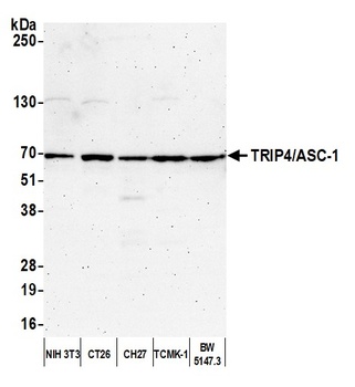 TRIP4/ASC-1 Antibody