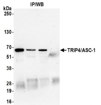 TRIP4/ASC-1 Antibody