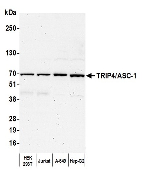TRIP4/ASC-1 Antibody