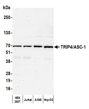 Rabbit anti-TRIP4/ASC-1 Antibody