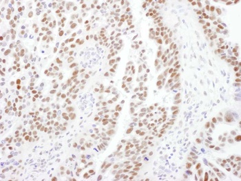 Rabbit anti-PPP4R2 Antibody