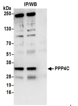 PPP4C Antibody