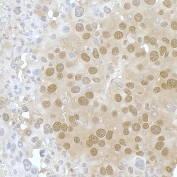 Rabbit anti-PPP4C Antibody