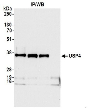 USP4 Antibody