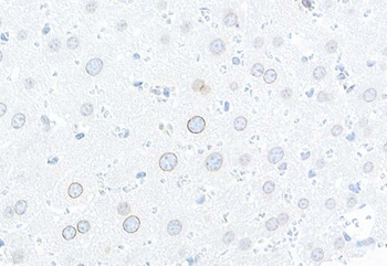 Rabbit anti-TPR Antibody