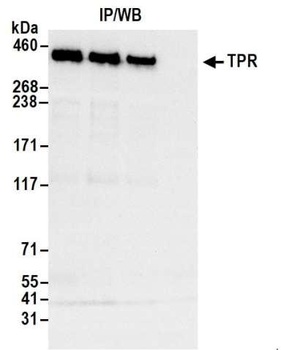 Rabbit anti-TPR Antibody