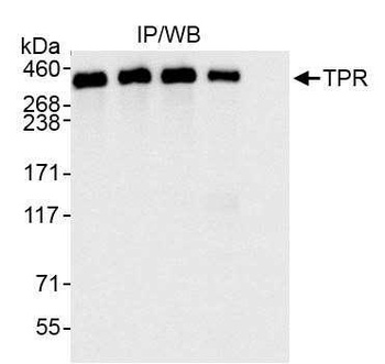 Rabbit anti-TPR Antibody