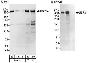 USP34 Antibody