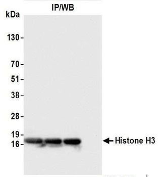 Rabbit anti-Histone H3 Antibody