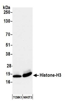 Histone H3 Antibody