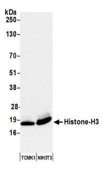 Rabbit anti-Histone H3 Antibody