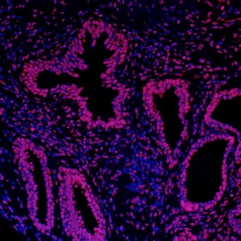 Rabbit anti-Histone H3 Antibody