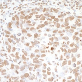 Rabbit anti-Histone H3 Antibody