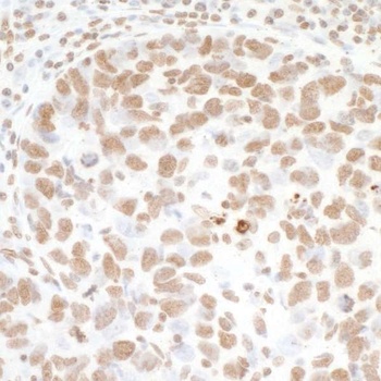 Histone H3 Antibody