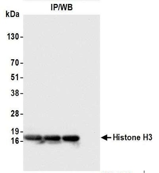 Histone H3 Antibody