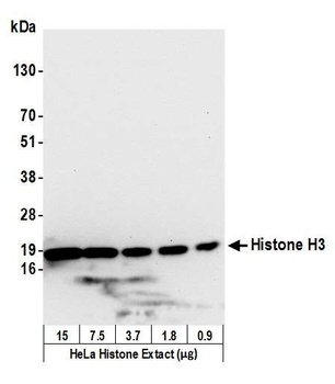 Rabbit anti-Histone H3 Antibody