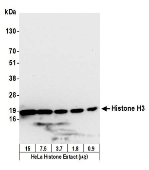 Histone H3 Antibody