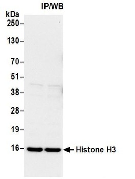 Rabbit anti-Histone H3 Antibody