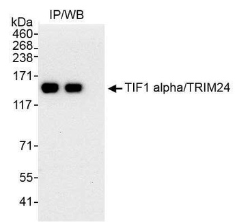 Rabbit anti-TIF1 Alpha/TRIM24 Antibody